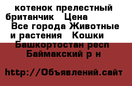 котенок прелестный британчик › Цена ­ 12 000 - Все города Животные и растения » Кошки   . Башкортостан респ.,Баймакский р-н